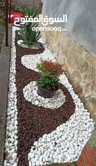  7 نجيل طبيعي نجيل ديكوندرا
