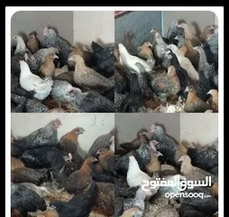 1 مطلوب فراخ عمر شهرين