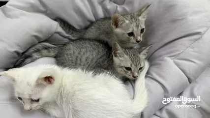  4 قطط الام شيرازيه الاطفال غير معروف