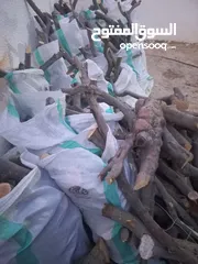  2 حطب زيتون 730 كيلو