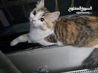  8 قط انثى شيرازي مكس مميزه ماخد جميع المطاعيم البيع بسعر المطعوم فقط