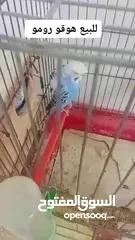  3 جوزين حب للبيع