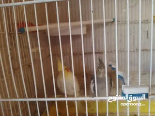  4 جوز ببغاء كوكتيل