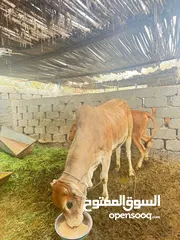  2 للبيع ثور اثيوبي