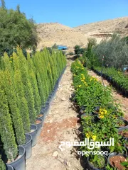  24 شتل مثمر وزينه      مشتل اشتال شجر