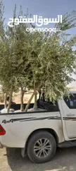  14 اشجار زيتون ونخيل عربي واشنطني