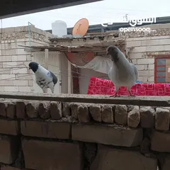  3 حمام كنگ للبيع