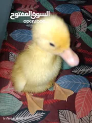  1 بطبوط بطه صوص مطعم    ا