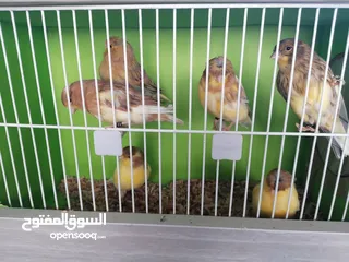  5 جلوستر مخاليف جلوستر..............
