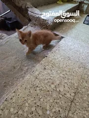  1 قط شانشيلا كيتن
