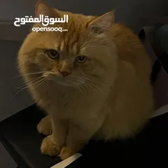  2 قط مفقود في ولاية صحار