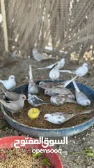  20 Dove bird pigeon دوف مكس للمهتمين للتربية منتج