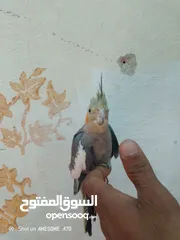  15 متاح جوزين  حب  كلهم اليفات كلهم جواز شغالة جواز نخب اول حبة كوكتيل للبيع اقرء الوصف