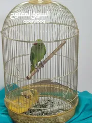  2 one year old parrot for sale last price 25 rial with cage