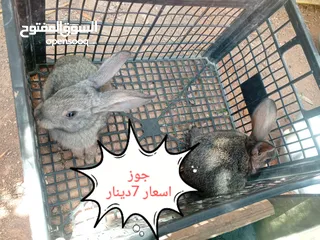  4 ارانب هجين