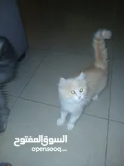  5 قط ذكر شنشيلا مميز عمره 65 يوم