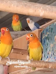  3 غندور فيشر للبيع