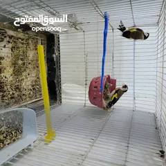  1 جوز حسون بلدي معهم فرخ للبيع او للبدل ع طيور