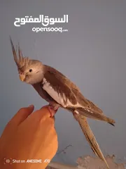  1 ببغاء كوكتيل وايت فيس اليف جدا