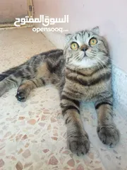  7 سكوتش فولد ماربل