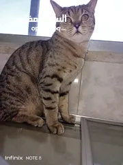  2 قط للتبني يحب الأطفال لعوب ولطيف