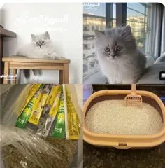 4 قطة هملايا للبيع عمر شهرين،مدربة ونظيفة  جميلة لعوبة مع مستلزماتها من الليتر بوكس والتراب الخاص فيها