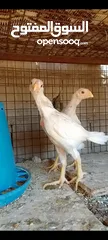  2 صيصان وديوك باكستاني
