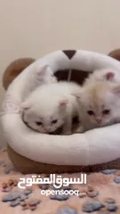  6 Persian kittens