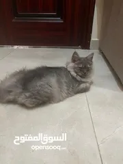  8 قطط شيرازي للبيع