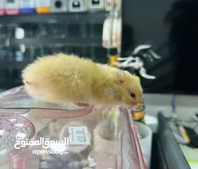  2 هامستر واقفاص الهامستر