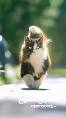  2 تمشية ومجالسة الحيوانات الاليفة Cats and dogs walking and setting. pets.