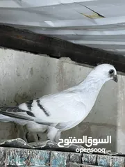  13 فراخ للبيع