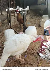  4 حبش ابيض للبيع