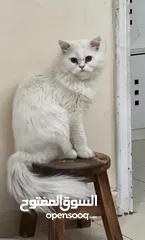  1 قطة شيرازي أنثى