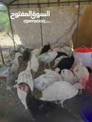  5 دجاج رومي للبيع