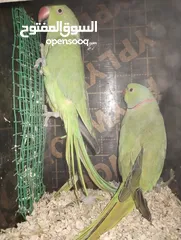  19 Green parrot 2 breading pair eggs also 100% bread pair