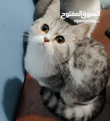  11 Available kittens for sale high quality breed Cats (Silver British breed & Scottish straight breed.)