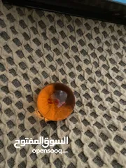  2 كرات دراغون بول اصلية غير قابلة للكسر مع لون مميز لامع مع ميداليتان كرات صغيرة ذات لون ازرق نادر
