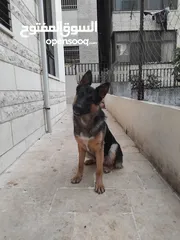  5 كلبة انثى جيرمن