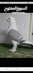  1 مطلوب فحل بالوني اصفر وطيره فينا اسود ار ازرق