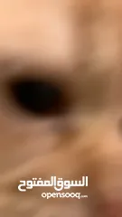  1 سكوتش مكس شيرازي