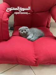  9 Scottish fold female kittens