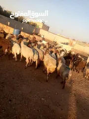  2 بمناسبه عيد الاضحى المبارك في