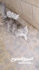  2 قطه جميله جدا  في الزرقاد