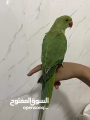  1 ببعاد دره اليف جدااااااااا