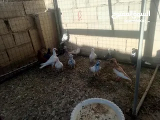 1 13الحبه مشكلات للبيع او للبدل على كلاب