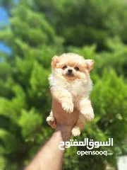  3 بومارينيان تيكب أصغر حجم مستوى عالي جدا pomeranian t_cup