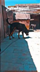  4 كلب جيرمن للحراسة