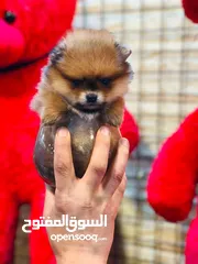 1 pomeranian puppy 2 months old