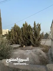  5 مزرعه للبيع مساحتها دلم
